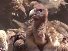 【超・閲覧注意】血に染まるチベットの鳥葬 ― 大量のハゲワシが遺体をついばむ衝撃的光景