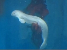 美しき“海のカナリア”! シロイルカの新たな命が生まれる瞬間!