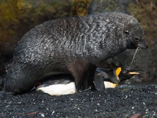 【生物の謎】オットセイがペンギンを “レイプ”する決定的瞬間!!