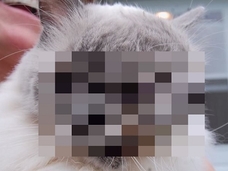 【イイ話】目3つ、口2つ …! 「2つの顔を持った猫」を愛した飼い主