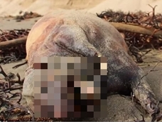 チュパカブラか? カリフォルニアの浜辺に謎の巨大牙を持った生物の死体が漂着!