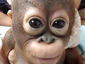 虐待されていたオランウータンの赤ちゃん!! 必死に生きる姿に世界が涙