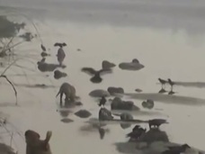 【閲覧注意】ガンジス川岸に少女30人以上の水葬遺体が…!! 残酷で神秘的なインドの光景