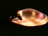 【動画】夕空を駆ける“火の玉”!? 南米でUFOが頻繁に出現する謎