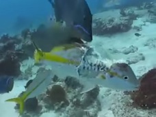“体を半分食べられた魚”が必死で逃げ続ける ― 自然の厳しさを痛感する映像!