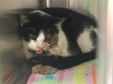 事故で死んだはずの猫が、墓から這い出て帰って来た!! ゾンビ猫が話題呼ぶ=米