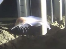 【動画】深海に漂うゴーストフィッシュ!? “深度世界一”の新種魚類が神秘的すぎる!