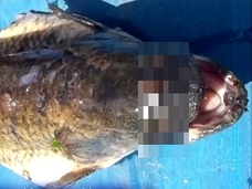 被ばく原因か? 3つの目を持つ魚!=アルゼンチン