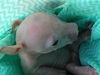 【グロいい話】死んだウォンバットのお腹を切り裂いてみたら……!! 奇跡の瞬間!