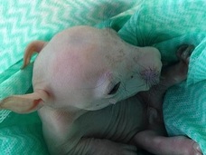【グロいい話】死んだウォンバットのお腹を切り裂いてみたら……!! 奇跡の瞬間!