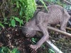 【衝撃動画】ゴラム? 新種のUMA? 完全に正体不明な謎の生物出現!!=マレーシア