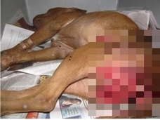 レイプ・暴行された犬の痛ましい姿…!! 「世界最大のレイプ大国」南アフリカの実態!