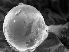 エイリアンが地球に送り込んだ“生命の種”を発見!? 「パンスペルミア説」に重要な進展か