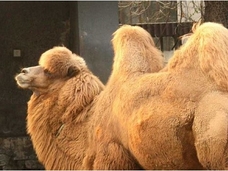 世界“獣姦”お国事情! 外国人に聞いた、性的に好みの動物(最新研究)
