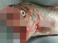 【驚愕】“2つの口”を持つ魚が出現!! 漁師も呆然「それにしても珍しい」=豪