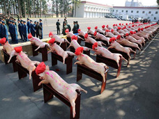 赤いリボンの豚、豚、豚……中国・人民解放軍兵士に贈られた旧正月の贈り物がシュールすぎ!?