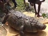 【動画】100歳のワニが“激太り”で死亡!! 飼育員「どうしていいか分からなかった」=バングラデシュ