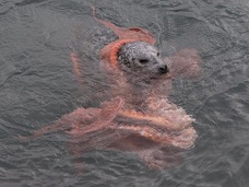 【動画】アザラシと巨大タコの壮絶な死闘が激写される!! 勝者はどっちだ?