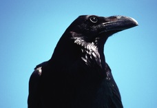 「カラスは線香くさい」は本当か? オカルト研究家が「世界の怪食伝説10」を検証!【後編】