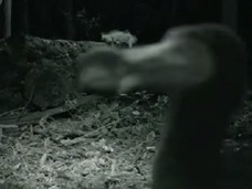【動画】絶滅したはずの「ドードー鳥」が生きていた!? 350年ぶりに捉えられた衝撃の姿!!