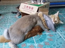 【衝撃動画】ウサギがネコをレイプ!? やはりUMA「キャビット」は存在するのか?