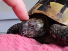【動画】カメが冬眠から目覚める瞬間!! 「まだ眠いよ~」寝ぼけた顔が可愛すぎる!