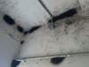 【動画】「まっくろくろすけ」にソックリ!? 気絶するほど恐ろしい、○○に支配された廃墟