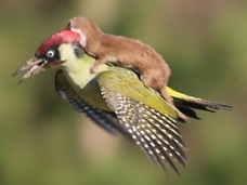 【奇跡の瞬間】鳥の背中に乗って空を飛ぶイタチが可愛すぎる!!