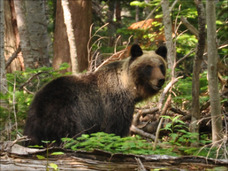 知床で凶暴ヒグマに遭遇!? ホェホェホェと声を発しながら近づいてきて…! ~登山のクマ対策~