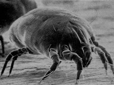 【閲覧注意】読んだら眠れない! 我々のベッドに潜む危険な生物&物質トップ10!