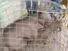 体毛のない肌と鋭いツメ、凶暴で怪力…!! 謎すぎる怪物の正体めぐり激論=中国
