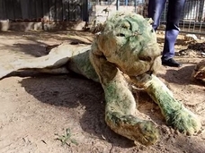 ミイラ化した動物園 ― 人間だけではない、紛争地区の悲しい光景=ガザ地区