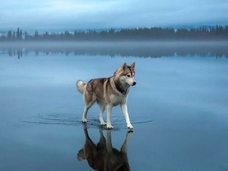 湖の水面を歩くハスキー犬! 世界中に拡散された奇跡の写真