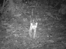 地震前の「動物の異常行動」が遂に解明! 地震を予知する“超高感度”生物もわかった!