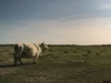 7分間で完全に癒される「世界一リラックスできる動画」!! 専門家の叡智、ここに結集!