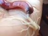 【動画】エイリアンとしか思えない!! キモすぎる「白い糸状の物体」を吐き出す生物の正体は?