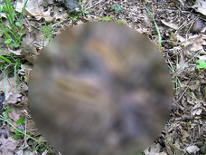大きな2つの口、グロすぎる突起……!? この世のものとは思えない奇怪な“何か”が発見される=ウクライナ