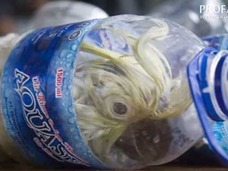 戦慄!! 絶滅危惧種のオウムがペットボトルに詰め込まれる! 密猟大国インドネシアの闇!
