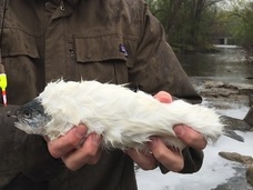 【驚愕】ついに伝説の魚「毛皮マス」が釣れた!? 全身を真っ白な毛で覆われた不思議な姿!!