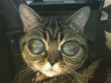 宇宙人の目を持つ「エイリアン猫」マチルダちゃんが話題!! “召使い”の愛に支えられて一躍スターに!