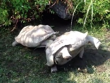 【動画】友達を助けるカメの姿が素晴らしい!! 動物から学ぶ、他者を思いやる気持ち