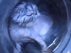猫、罰として洗濯機に入れられる…! 虐待動画に非難殺到=ロシア