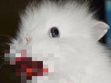 愛らしいペットのホラーな一瞬! ●●を食べる動物たちがコワすぎる!!