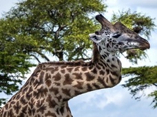 世にも珍しい“ジグザグに折れた首”を持つキリン!!=タンザニア