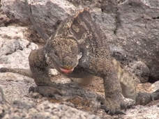 地球温暖化によってハイブリッド動物が増加! 繁殖能力ないイグアナも…!?