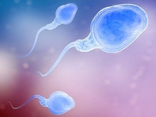 人工授精で近親相姦リスクが高まる可能性=英・研究