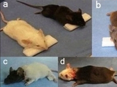 「ネズミはもういい、次はサル」…迫る霊長類の頭部移植手術=中国