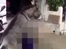 【衝撃動画】ロバが人間をレイプ!? 荒々しすぎる「逆獣姦」の決定的瞬間!!