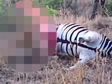 【閲覧注意】ヒョウ、死んだはずのシマウマから反撃を食らう!!