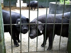中国、国家レベルで「地震予知」を研究!! 動物の異常行動で地震は予知できる!?